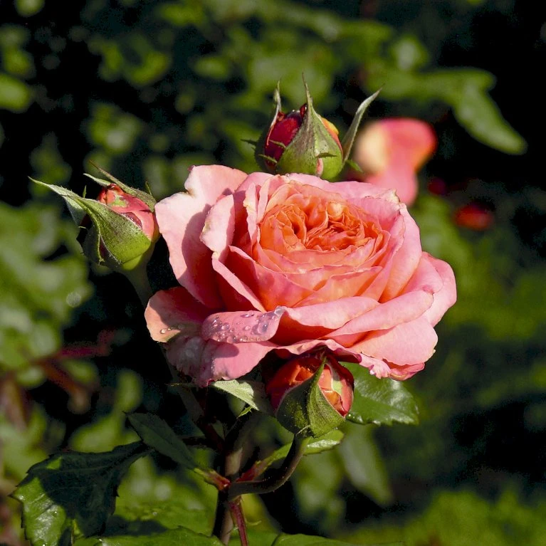 'Mary Ann'® Rosa X 'Mary Ann'® (Storblomstrende) A-Kvalitet,- Barrods Roser Min. 3 Grene 6 'Mary Ann'® Rosa X 'Mary Ann'® (Storblomstrende) A-Kvalitet,- Barrods Roser Min. 3 Grene - Billede 4