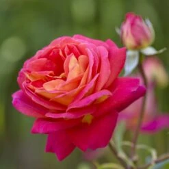 'Midsummer'® Rosa X 'Midsummer'® (Buketrose) A-Kvalitet,- Barrods Roser Min. 3 Grene -Osmoz Naturens Butik p31022 54025 rosa x midsummer buketrose 4ee2