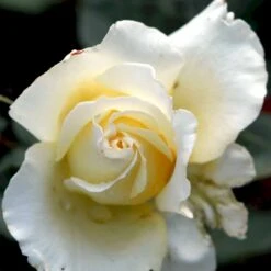 'Peaudouce' Rosa X 'Peaudouce' (Storblomstrende) A-Kvalitet,- Barrods Roser Min. 3 Grene -Osmoz Naturens Butik p31045 53282 rosa x peaudouce storblomstrende f8c4