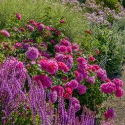 'Princess Anne'™ Rosa X 'Princess Anne'™ (Engelsk Rose) A-Kvalitet,- Barrods Roser Min. 3 Grene -Osmoz Naturens Butik p31057 53096 rosa x princess anne engelsk rose f2ee