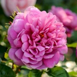 'Princess Anne'™ Rosa X 'Princess Anne'™ (Engelsk Rose) A-Kvalitet,- Barrods Roser Min. 3 Grene -Osmoz Naturens Butik p31057 53099 rosa x princess anne engelsk rose 069f