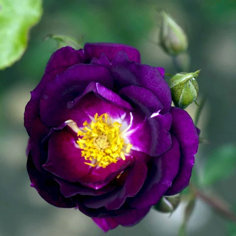 'Royal Celebration' Rosa X 'Royal Celebration' (Buketrose) A-Kvalitet,- Barrods Roser Min. 3 Grene 3 'Royal Celebration' Rosa X 'Royal Celebration' (Buketrose) A-Kvalitet,- Barrods Roser Min. 3 Grene