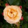 'Trakai'™ Palace'® Rosa X 'Trakai'™ Palace'® (Palacerose) A-Kvalitet,- Barrods Roser Min. 3 Grene 1 'Trakai'™ Palace'® Rosa X 'Trakai'™ Palace'® (Palacerose) A-Kvalitet,- Barrods Roser Min. 3 Grene -Osmoz Naturens Butik p31117 51918 rosa x trakai palace palacerose a524
