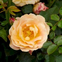 'Trakai'™ Palace'® Rosa X 'Trakai'™ Palace'® (Palacerose) A-Kvalitet,- Barrods Roser Min. 3 Grene -Osmoz Naturens Butik p31117 51919 rosa x trakai palace palacerose 0241