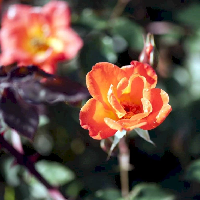 'Warm Welcome' Rosa X 'Warm Welcome' (Slyngrose) A-Kvalitet,- Barrods Roser Min. 3 Grene 3 'Warm Welcome' Rosa X 'Warm Welcome' (Slyngrose) A-Kvalitet,- Barrods Roser Min. 3 Grene