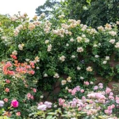 'Wollerton Old Hall'™ Rosa X 'Wollerton Old Hall'™ (Engelsk Rose) A-Kvalitet,- Barrods Roser Min. 3 Grene -Osmoz Naturens Butik p31130 53254 rosa x wollerton old hall engelsk rose 7b8a