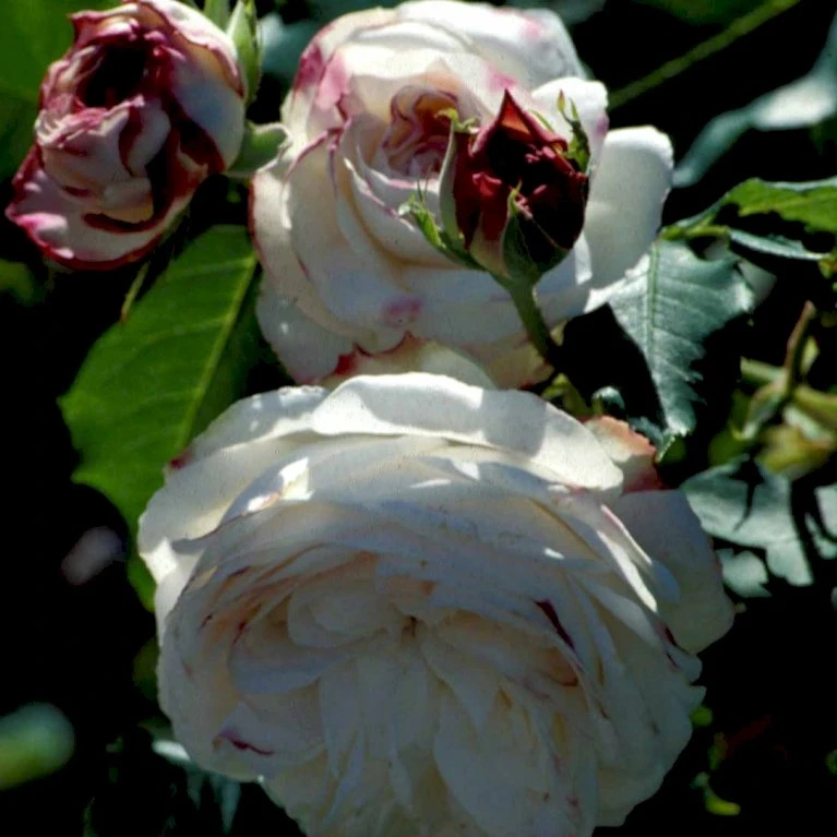 'Boule De Neige' Rosa Bourboniana 'Boule De Neige' (Bourbonrose) A-Kvalitet,- Barrods Roser Min. 3 Grene 3 'Boule De Neige' Rosa Bourboniana 'Boule De Neige' (Bourbonrose) A-Kvalitet,- Barrods Roser Min. 3 Grene