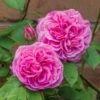 'Gertrude Jekyll' Rosa X 'Gertrude Jekyll' (Engelsk Rose) A-Kvalitet,- Barrods Roser Min. 3 Grene 1 'Gertrude Jekyll' Rosa X 'Gertrude Jekyll' (Engelsk Rose) A-Kvalitet,- Barrods Roser Min. 3 Grene -Osmoz Naturens Butik p3119 52996 rosa x gertrude jekyll engelsk rose 8b36