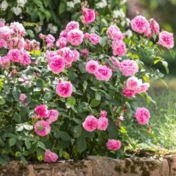 'Gertrude Jekyll' Rosa X 'Gertrude Jekyll' (Engelsk Rose) A-Kvalitet,- Barrods Roser Min. 3 Grene -Osmoz Naturens Butik p3119 52999 rosa x gertrude jekyll engelsk rose 2069