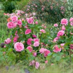 'Gertrude Jekyll' Rosa X 'Gertrude Jekyll' (Engelsk Rose) A-Kvalitet,- Barrods Roser Min. 3 Grene -Osmoz Naturens Butik p3119 53003 rosa x gertrude jekyll engelsk rose c9ee