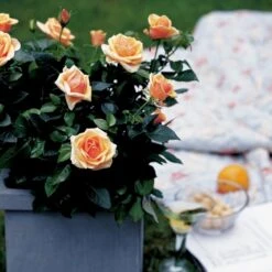 'Olympic™ Palace'® Rosa X 'Olympic™ Palace'® (Palacerose) A-Kvalitet,- Barrods Roser Min. 3 Grene -Osmoz Naturens Butik p311 51907 rosa x olympic palace palacerose 0a01