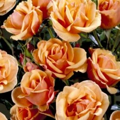 'Olympic™ Palace'® Rosa X 'Olympic™ Palace'® (Palacerose) A-Kvalitet,- Barrods Roser Min. 3 Grene -Osmoz Naturens Butik p311 51908 rosa x olympic palace palacerose 077d