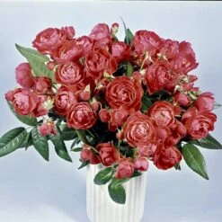 'Orange Morsdag' Rosa X 'Orange Morsdag' (Miniaturerose) A-Kvalitet,- Barrods Roser Min. 3 Grene -Osmoz Naturens Butik p314 51645 rosa x orange morsdag miniaturerose f776