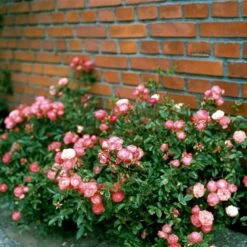 'Orange Morsdag' Rosa X 'Orange Morsdag' (Miniaturerose) A-Kvalitet,- Barrods Roser Min. 3 Grene -Osmoz Naturens Butik p314 51646 rosa x orange morsdag miniaturerose 2333