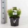 Dværg Hønsebenstræ 'Nana' Thujopsis Dolobrata 'Nana' Potte 3,0 Liter,- 20-25 Cm. -Osmoz Naturens Butik p3150 33486 thujopsis dolobrata nana 69a8