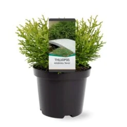 Dværg Hønsebenstræ 'Nana' Thujopsis Dolobrata 'Nana' Potte 3,0 Liter,- 20-25 Cm. 10 Dværg Hønsebenstræ 'Nana' Thujopsis Dolobrata 'Nana' Potte 3,0 Liter,- 20-25 Cm. -Osmoz Naturens Butik p3150 38854 image b73f