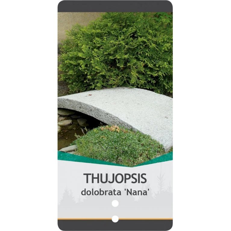 Dværg Hønsebenstræ 'Nana' Thujopsis Dolobrata 'Nana' Potte 3,0 Liter,- 20-25 Cm. 6 Dværg Hønsebenstræ 'Nana' Thujopsis Dolobrata 'Nana' Potte 3,0 Liter,- 20-25 Cm. - Billede 4