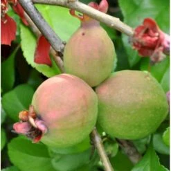 Japansk Kvæde 'Crimson And Gold' Chaenomeles Hyb. 'Crimson And Gold' 3,5 Liter Potte -Osmoz Naturens Butik p31725 40740 chaenomeles hyb crimson and gold 4412