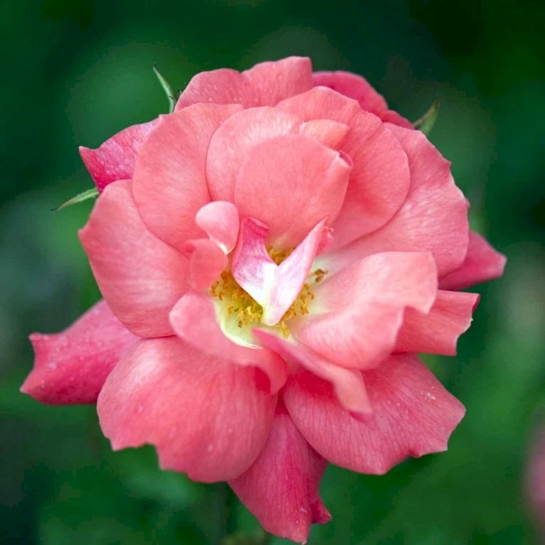 'Pernille Poulsen' Rosa X 'Pernille Poulsen' (Buketrose) A-Kvalitet,- Barrods Roser Min. 3 Grene 3 'Pernille Poulsen' Rosa X 'Pernille Poulsen' (Buketrose) A-Kvalitet,- Barrods Roser Min. 3 Grene