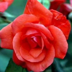 'Piccolo'® Rosa X 'Piccolo'® (Miniaturerose) A-Kvalitet,- Barrods Roser Min. 3 Grene -Osmoz Naturens Butik p318 51656 rosa x piccolo miniaturerose b208