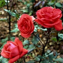 'Piccolo'® Rosa X 'Piccolo'® (Miniaturerose) A-Kvalitet,- Barrods Roser Min. 3 Grene -Osmoz Naturens Butik p318 51657 rosa x piccolo miniaturerose c62e