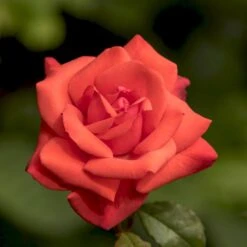 'Piccolo'® Rosa X 'Piccolo'® (Miniaturerose) A-Kvalitet,- Barrods Roser Min. 3 Grene -Osmoz Naturens Butik p318 54032 rosa x piccolo miniaturerose d314