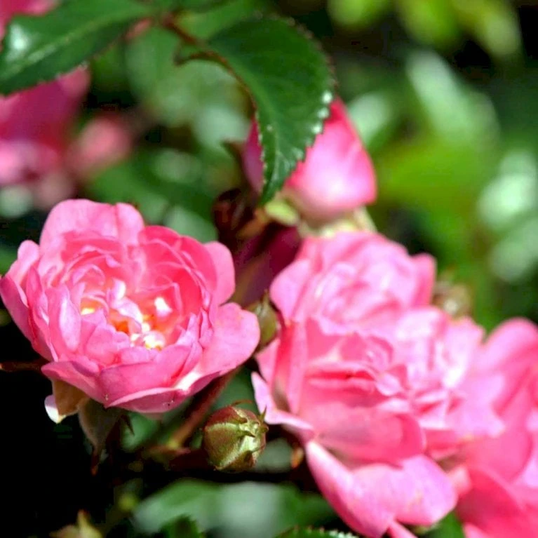 'Pink The Fairy' Rosa X 'Pink The Fairy' (Bunddækkerose) A-Kvalitet,- Barrods Roser Min. 3 Grene 5 'Pink The Fairy' Rosa X 'Pink The Fairy' (Bunddækkerose) A-Kvalitet,- Barrods Roser Min. 3 Grene - Billede 3