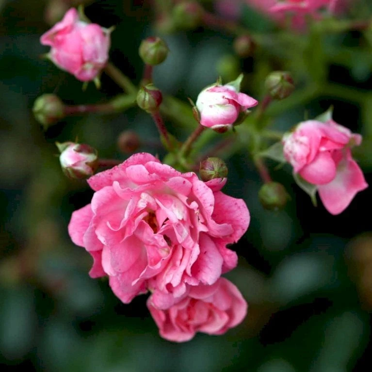 'Pink The Fairy' Rosa X 'Pink The Fairy' (Bunddækkerose) A-Kvalitet,- Barrods Roser Min. 3 Grene 6 'Pink The Fairy' Rosa X 'Pink The Fairy' (Bunddækkerose) A-Kvalitet,- Barrods Roser Min. 3 Grene - Billede 4