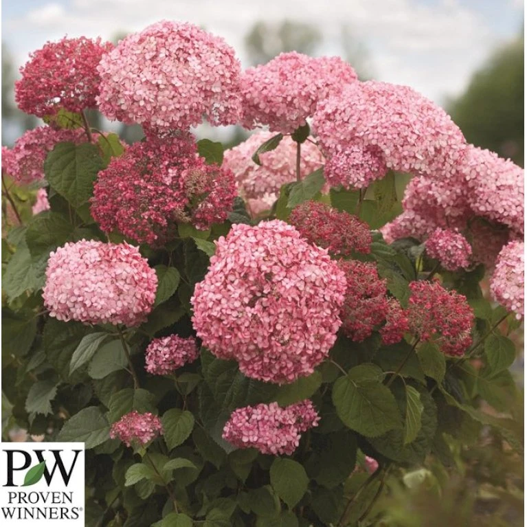 Træagtig Hortensia 'Invinc. Pink Annabelle'' Hydrangea Arb. 'invinc. Pink Annabelle'' Potte 3,0 Liter,- 25-30 Cm. 5 Træagtig Hortensia 'Invinc. Pink Annabelle'' Hydrangea Arb. 'invinc. Pink Annabelle'' Potte 3,0 Liter,- 25-30 Cm. - Billede 3