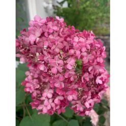 Træagtig Hortensia 'Invinc. Pink Annabelle'' Hydrangea Arb. 'invinc. Pink Annabelle'' Potte 3,0 Liter,- 25-30 Cm. 11 Træagtig Hortensia 'Invinc. Pink Annabelle'' Hydrangea Arb. 'invinc. Pink Annabelle'' Potte 3,0 Liter,- 25-30 Cm. -Osmoz Naturens Butik p32083 35998 hydrangea arb invinc pink annabelle 7775