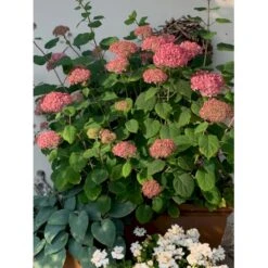 Træagtig Hortensia 'Invinc. Pink Annabelle'' Hydrangea Arb. 'invinc. Pink Annabelle'' Potte 3,0 Liter,- 25-30 Cm. 12 Træagtig Hortensia 'Invinc. Pink Annabelle'' Hydrangea Arb. 'invinc. Pink Annabelle'' Potte 3,0 Liter,- 25-30 Cm. -Osmoz Naturens Butik p32083 36000 hydrangea arb invinc pink annabelle 4226