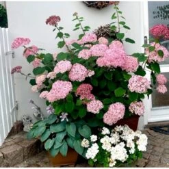 Træagtig Hortensia 'Invinc. Pink Annabelle'' Hydrangea Arb. 'invinc. Pink Annabelle'' Potte 3,0 Liter,- 25-30 Cm. 13 Træagtig Hortensia 'Invinc. Pink Annabelle'' Hydrangea Arb. 'invinc. Pink Annabelle'' Potte 3,0 Liter,- 25-30 Cm. -Osmoz Naturens Butik p32083 38907 hydrangea arb invinc pink annabelle 029f