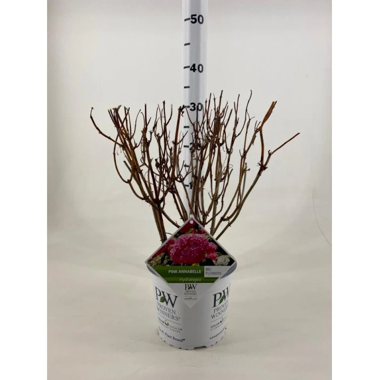 Træagtig Hortensia 'Invinc. Pink Annabelle'' Hydrangea Arb. 'invinc. Pink Annabelle'' Potte 3,0 Liter,- 25-30 Cm. 3 Træagtig Hortensia 'Invinc. Pink Annabelle'' Hydrangea Arb. 'invinc. Pink Annabelle'' Potte 3,0 Liter,- 25-30 Cm.