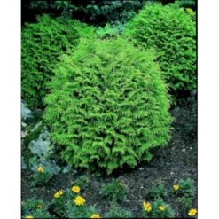 Ædelcypres 'Globosa' Chamaecyparis Lawsoniana 'Globosa' Potte 3,0 Liter,- 30-40 Cm. -Osmoz Naturens Butik p3214 2443 chamaecyparis lawsoniana globosa 8f2c