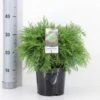 Ædelcypres 'Globosa' Chamaecyparis Lawsoniana 'Globosa' Potte 3,0 Liter,- 30-40 Cm. -Osmoz Naturens Butik p3214 33423 chamaecyparis lawsoniana globosa bf27