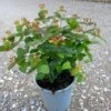 Perikon 'Miracle Wonder' Hypericum 'Miracle Wonder' 3,5 Liter Potte -Osmoz Naturens Butik p32234 36127 hypericum miracle wonder 61e3