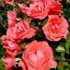 'Riberhus'™ Rosa X 'Riberhus'™ (Buketrose) A-Kvalitet,- Barrods Roser Min. 3 Grene -Osmoz Naturens Butik p322 51838 rosa x riberhus buketrose 41f0