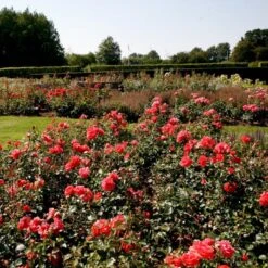 'Riberhus'™ Rosa X 'Riberhus'™ (Buketrose) A-Kvalitet,- Barrods Roser Min. 3 Grene -Osmoz Naturens Butik p322 51839 rosa x riberhus buketrose b154