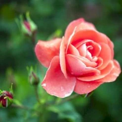 'Riberhus'™ Rosa X 'Riberhus'™ (Buketrose) A-Kvalitet,- Barrods Roser Min. 3 Grene -Osmoz Naturens Butik p322 51842 rosa x riberhus buketrose 456b