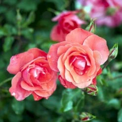 'Riberhus'™ Rosa X 'Riberhus'™ (Buketrose) A-Kvalitet,- Barrods Roser Min. 3 Grene -Osmoz Naturens Butik p322 51843 rosa x riberhus buketrose 99b7