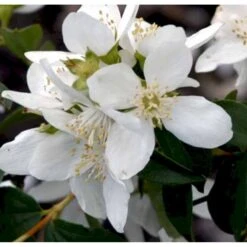 Uægte Jasmin 'Lemoinei' Philadelphus 'Lemoinei' Potte 6,5 Liter 60-80 Cm. 8 Uægte Jasmin 'Lemoinei' Philadelphus 'Lemoinei' Potte 6,5 Liter 60-80 Cm. -Osmoz Naturens Butik p32363 40268 philadelphus lemoinei aa11