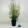 Uægte Jasmin 'Lemoinei' Philadelphus 'Lemoinei' Potte 6,5 Liter 60-80 Cm. 1 Uægte Jasmin 'Lemoinei' Philadelphus 'Lemoinei' Potte 6,5 Liter 60-80 Cm. -Osmoz Naturens Butik p32363 42348 philadelphus lemoinei 91ae