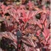 Blærespiræa 'Diable D'Or'® Physocarpus Opulif. 'Diable D'Or'® 5 Liter Potte -Osmoz Naturens Butik p32397 36140 physocarpus opulif diablo d or 2799