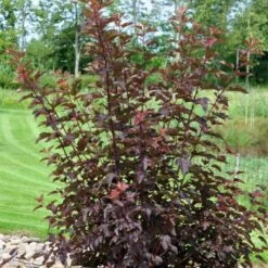 Blærespiræa 'Diable D'Or'® Physocarpus Opulif. 'Diable D'Or'® 5 Liter Potte -Osmoz Naturens Butik p32397 47388 physocarpus opulif diable d or 8e81