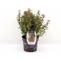 Blærespiræa 'Little Devil' Physocarpus Opulif. 'Little Devil' (r) 3,5 Liter Potte