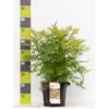 Tusindtop 'Sem' Sorbaria Sorbifolia 'Sem' Potte 6,5 Liter 60-80 Cm. -Osmoz Naturens Butik p32685 41915 sorbaria sorbifolia sem 46fd