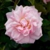 'Rosenborg'™ Rosa X 'Rosenborg'™ (Slotsrose) A-Kvalitet,- Barrods Roser Min. 3 Grene -Osmoz Naturens Butik p326 51844 rosa x rosenborg slotsrose 578a