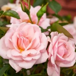'Rosenborg'™ Rosa X 'Rosenborg'™ (Slotsrose) A-Kvalitet,- Barrods Roser Min. 3 Grene -Osmoz Naturens Butik p326 51845 rosa x rosenborg slotsrose dada