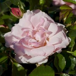 'Rosenborg'™ Rosa X 'Rosenborg'™ (Slotsrose) A-Kvalitet,- Barrods Roser Min. 3 Grene -Osmoz Naturens Butik p326 51846 rosa x rosenborg slotsrose 63da