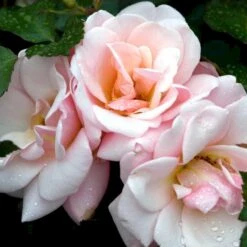 'Rosenborg'™ Rosa X 'Rosenborg'™ (Slotsrose) A-Kvalitet,- Barrods Roser Min. 3 Grene -Osmoz Naturens Butik p326 51847 rosa x rosenborg slotsrose 4923